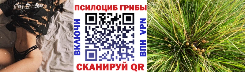 blacksprut как зайти  цена   Высоковск  Псилоцибиновые грибы Magic Shrooms 